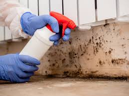 Best Black Mold Removal  in Scranton, PA